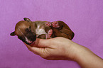 Miniatur Bullterrier Welpe