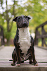 Mini Bullterrier