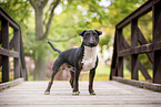 Mini Bullterrier