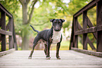 Mini Bullterrier