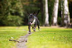 Mini Bullterrier