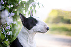 Mini Bullterrier im Flieder