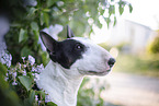 Mini Bullterrier im Flieder