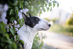 Mini Bullterrier im Flieder
