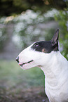 Mini Bullterrier im Flieder