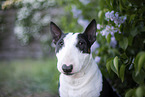 Mini Bullterrier im Flieder