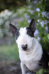 Mini Bullterrier im Flieder
