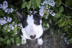 Mini Bullterrier