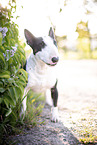 Mini Bullterrier im Flieder