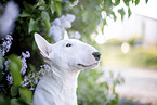 Mini Bullterrier im Flieder