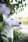 Mini Bullterrier im Flieder