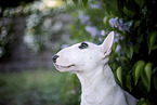 Mini Bullterrier im Flieder