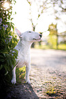 Mini Bullterrier im Flieder