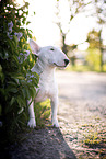 Mini Bullterrier im Flieder