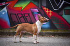 Miniatur Bullterrier Rde