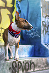 Miniatur Bullterrier Rde