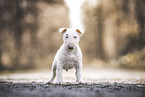 Miniature Bullterrier Welpe