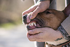 erwachsener Miniature Bullterrier