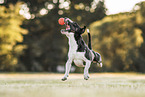 erwachsener Miniature Bullterrier