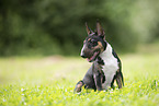 Miniature Bullterrier Welpe