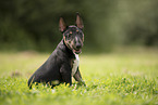 Miniature Bullterrier Welpe