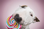 Miniature Bull Terrier Hndin