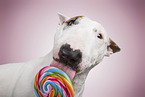 Miniature Bull Terrier Hndin