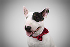 Miniature Bull Terrier R�de