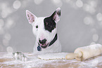 Miniature Bull Terrier Portrait