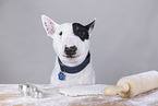 Miniature Bull Terrier Portrait