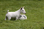 Miniatur Bullterrier Welpe