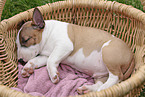 Miniatur Bullterrier Welpe