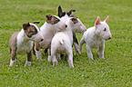 Miniatur Bullterrier Welpen