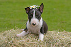 Miniatur Bullterrier Welpe