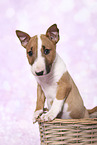 Miniature Bullterrier Welpe