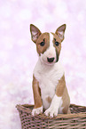 Miniature Bullterrier Welpe