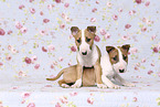 Miniature Bullterrier Welpen