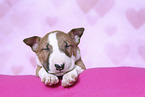 Miniature Bullterrier Welpe