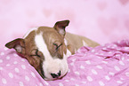 Miniature Bullterrier Welpe