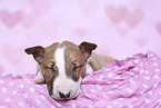 Miniature Bullterrier Welpe