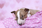 Miniature Bullterrier Welpe