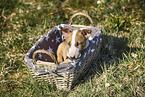 Miniature Bullterrier Welpe