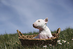 Miniature Bullterrier Welpe