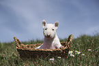 Miniature Bullterrier Welpe