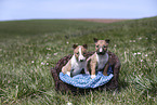 Miniature Bullterrier Welpen