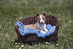 Miniature Bullterrier Welpe