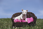 Miniature Bullterrier Welpe