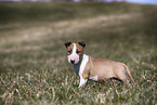 Miniature Bullterrier Welpe