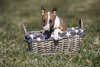 Miniature Bullterrier Welpe