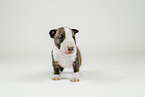 Miniatur Bullterrier